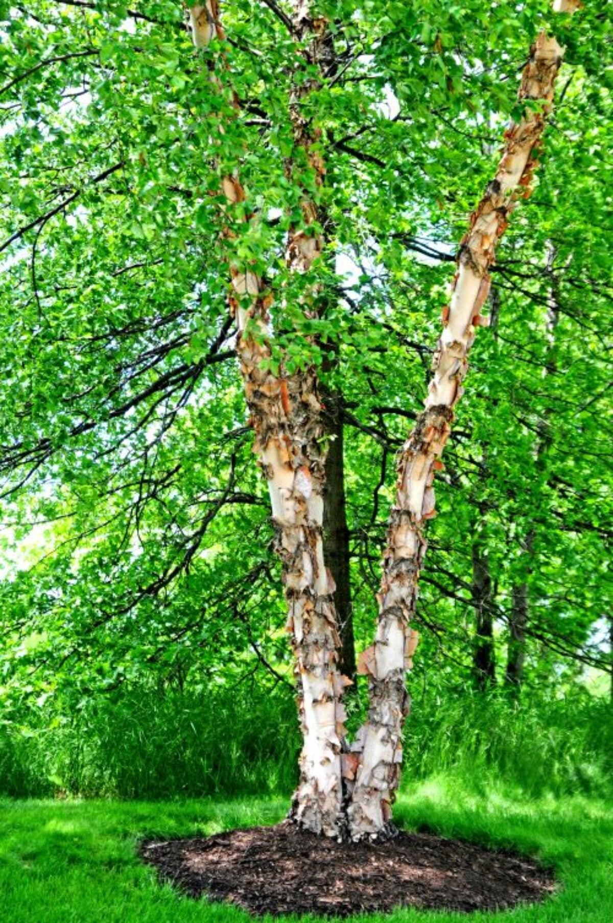 Buy River Birch for Sale Online | Direct Native Plants