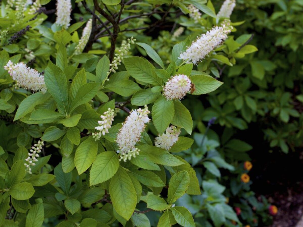 chinese monkey plant Chinese Money Plant