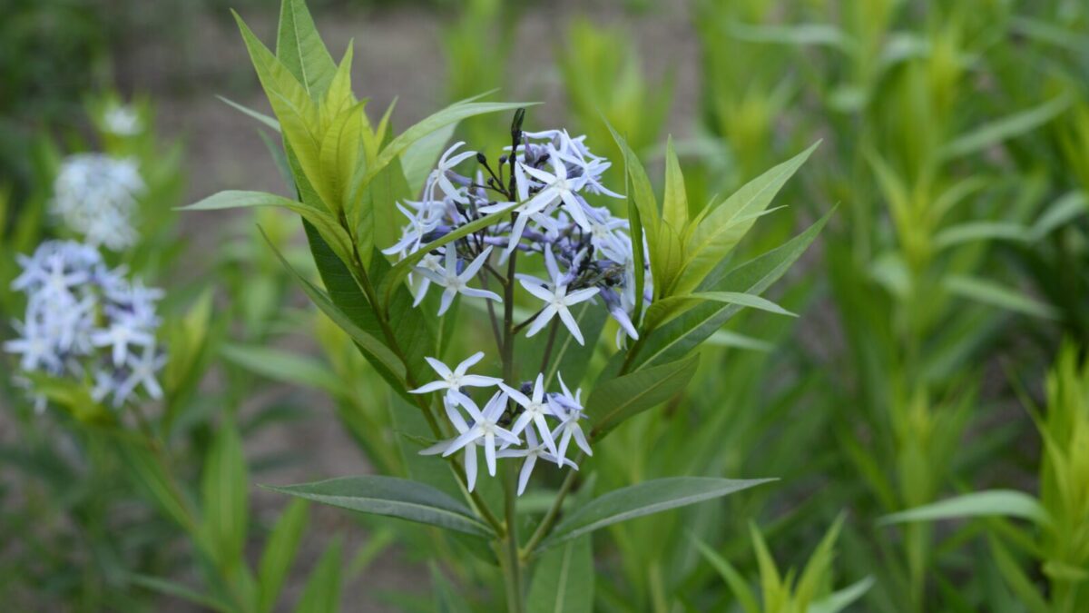 Buy Eastern Blue Star for Sale Online | Direct Native Plants