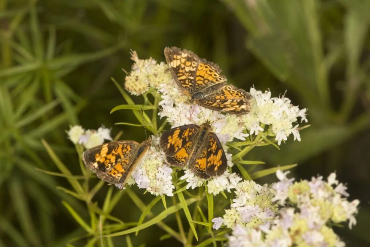 Buy Slender Mountain Mint for Sale Online | Direct Native Plants