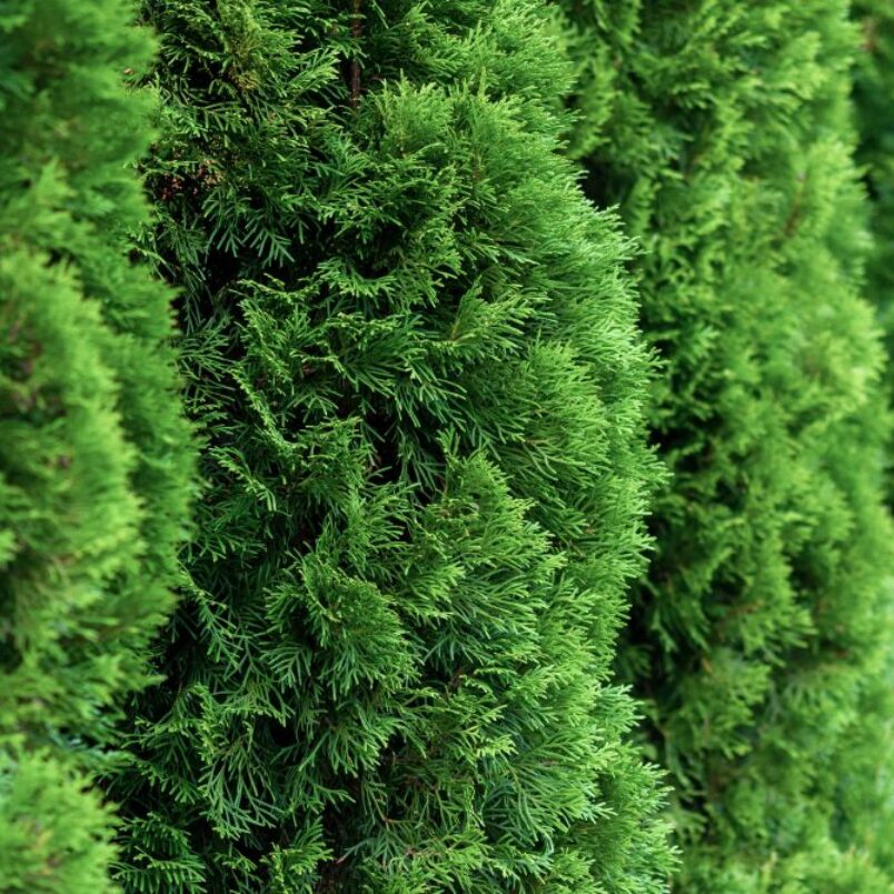 Buy Northern White Cedar for Sale Online | Direct Native Plants