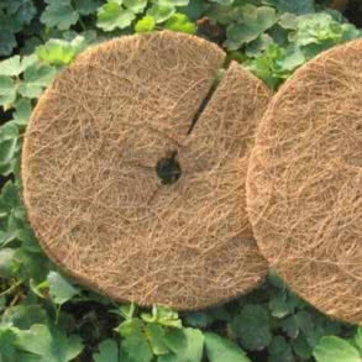 Buy Mulch Ring for Sale Online | Direct Native Plants