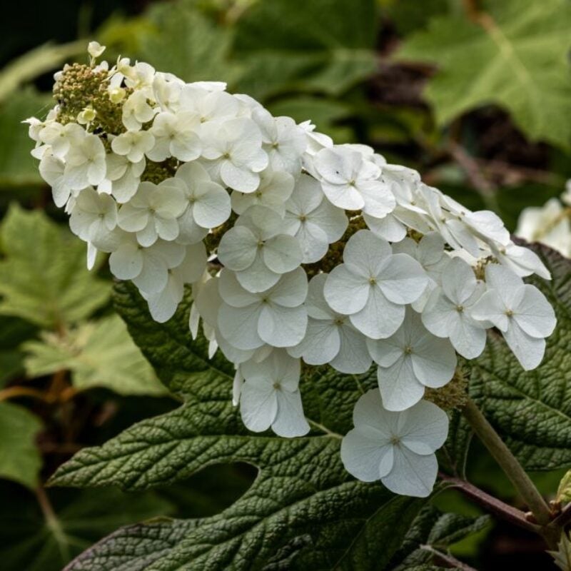 Buy Oakleaf Hydrangea for Sale Online | Direct Native Plants