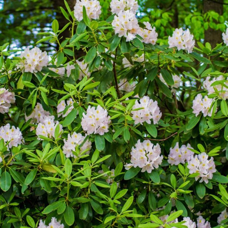 homöopathie thuja anwendung Pflüger Thuja D6 Globuli Thuja occidentalis D6 Streukügelchen 10 g