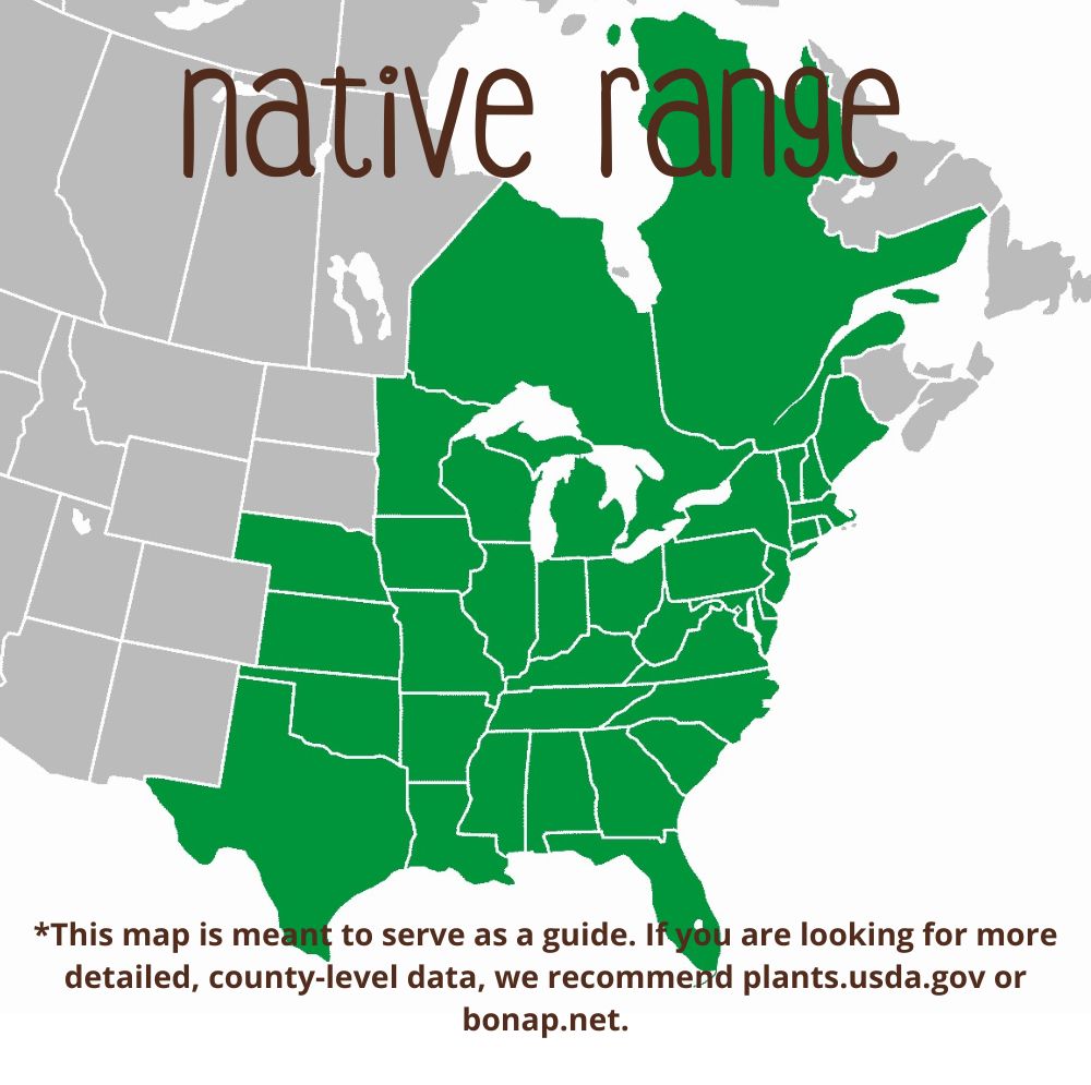 Buy New Jersey Tea For Sale Online Direct Native Plants