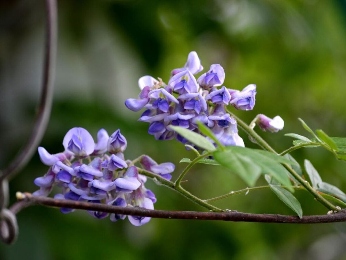 Buy American Wisteria Online | Direct Native Plants