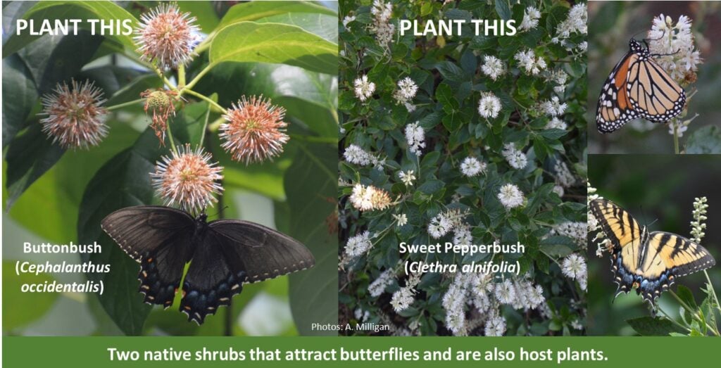 Buttonbush and Sweet Pepperbush shown as butterfly host plants good for shady and wet areas