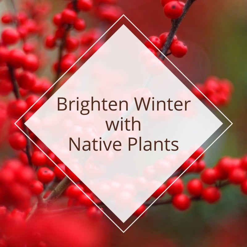 Brighten a Winter with Native Plantings