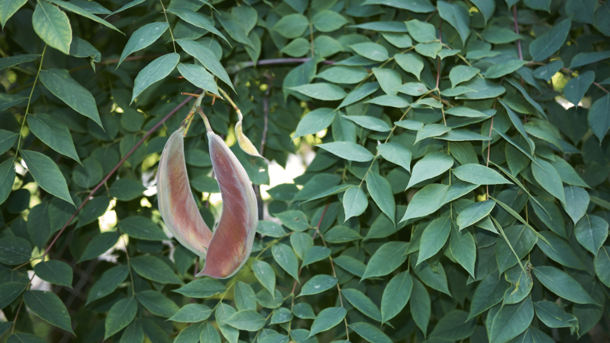 about tobacco plant Tobacco