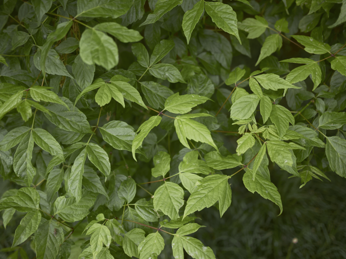 Box Elder