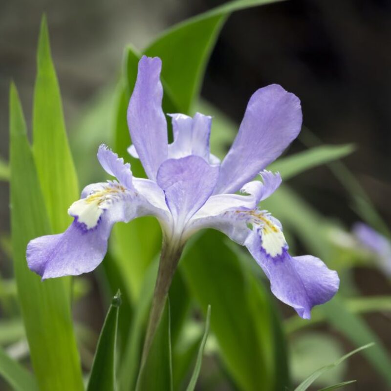 Buy Dwarf Crested Iris for Sale Online | Direct Native Plants