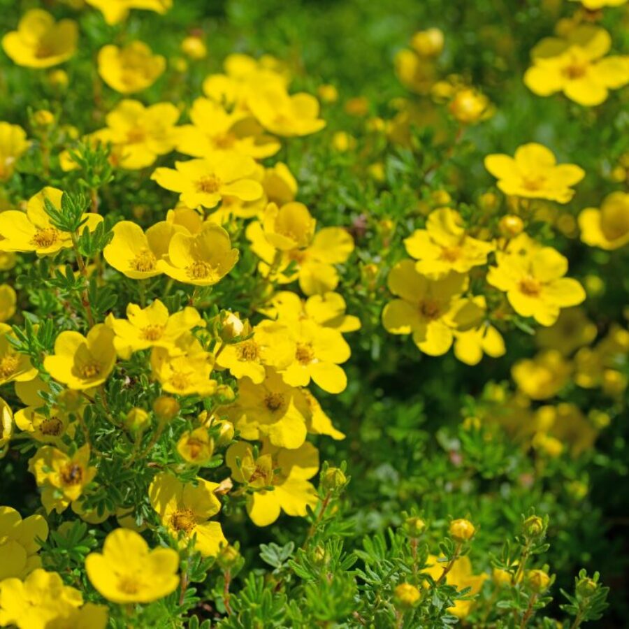 Shrubby Cinquefoil