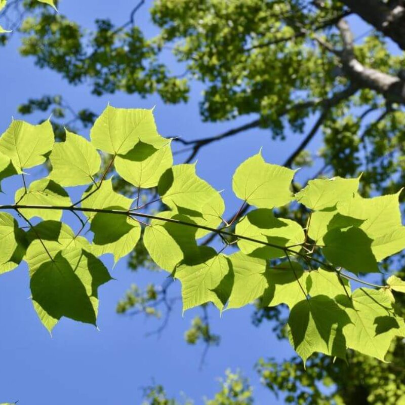Buy Striped Maple for Sale Online | Direct Native Plants
