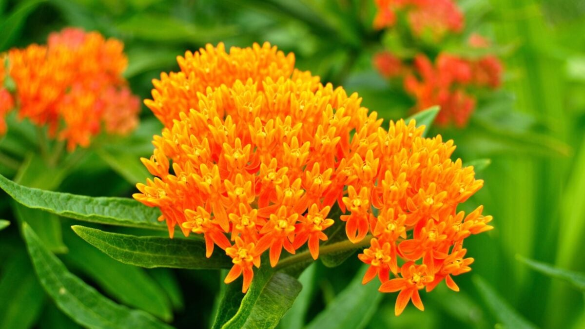 milkweed glutathione Butterfly including the Monarch butterfly Color:Tan Rustic White BFS MSM – Methylsulfonylmethane (Mad COA Available
