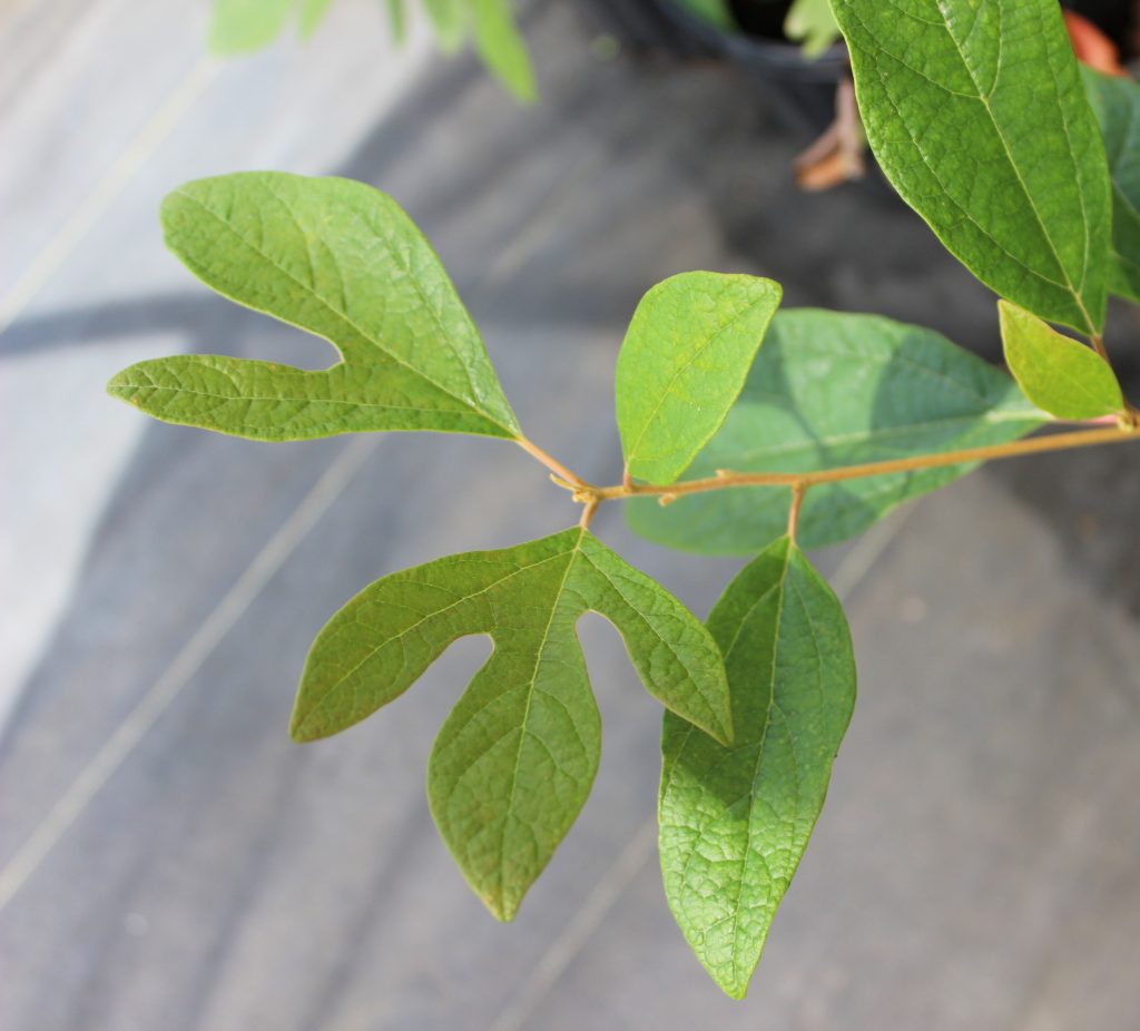 Buy Sassafras for Sale Online | Direct Native Plants