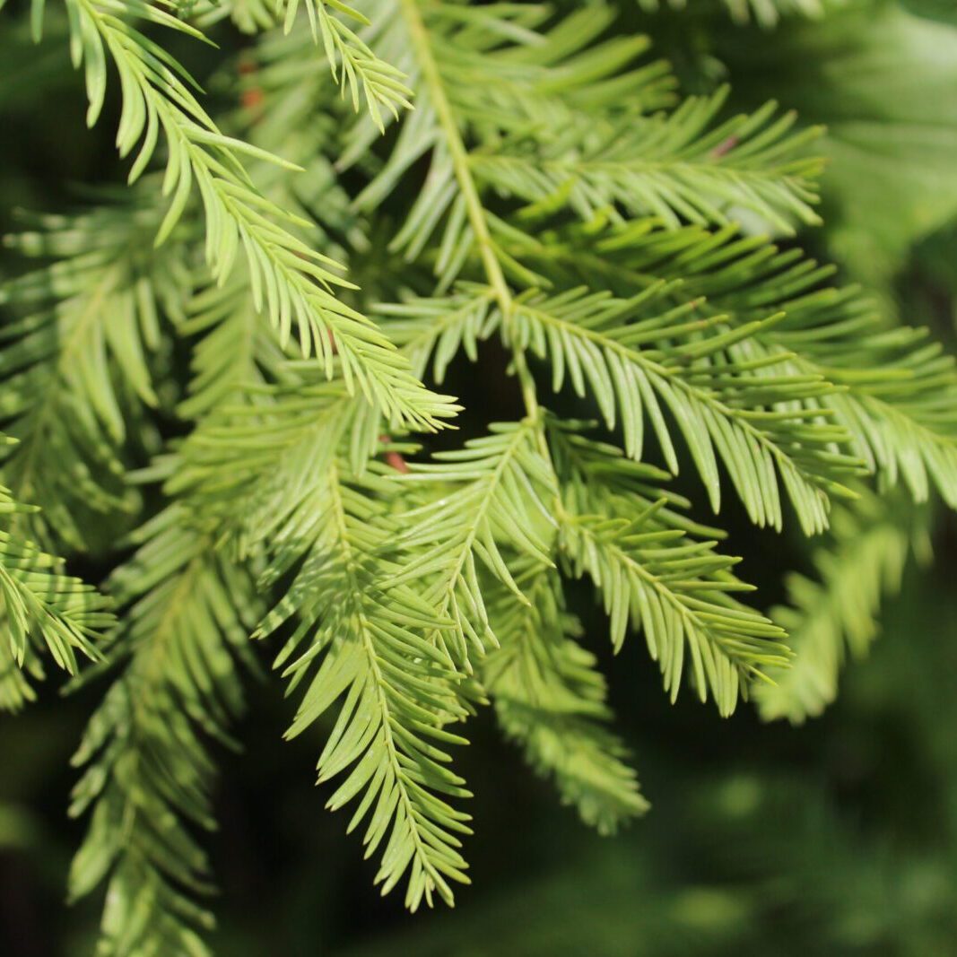 Buy Bald Cypress for Sale Online | Direct Native Plants Buy Bald Cypress for Sale Online | Direct Native Plants