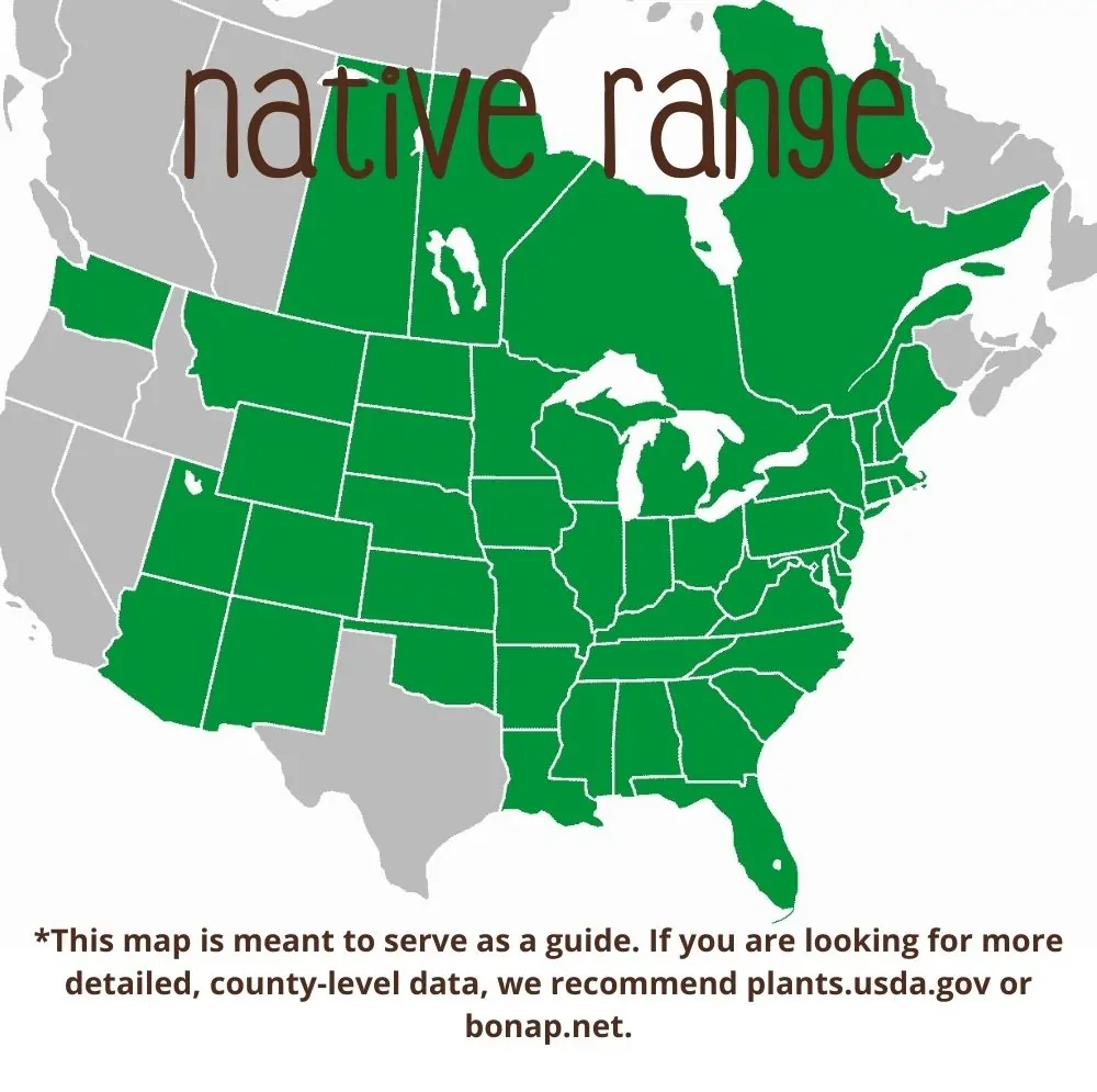 American Plum Range