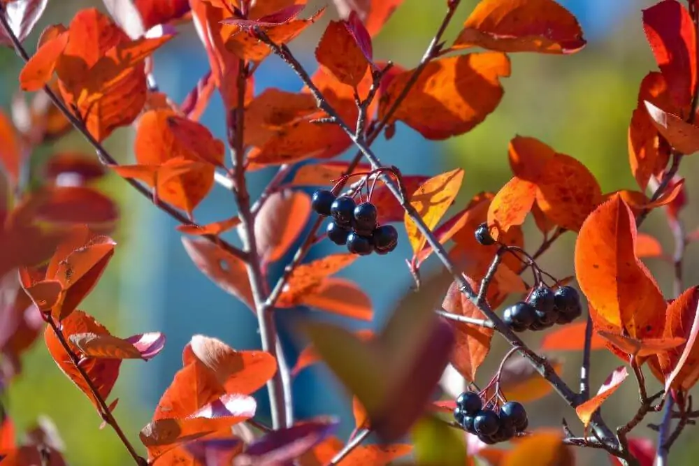 Black Chokeberry Fall Color Image