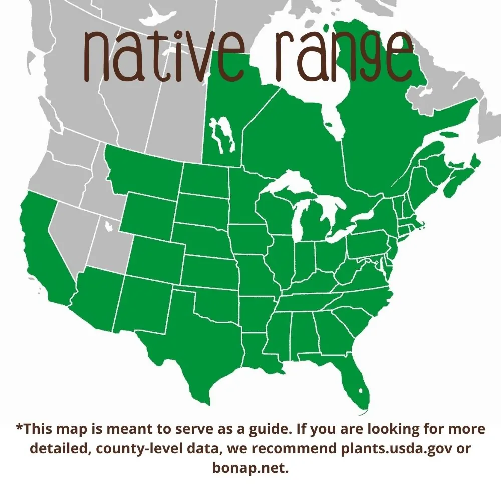 Elderberry Range
