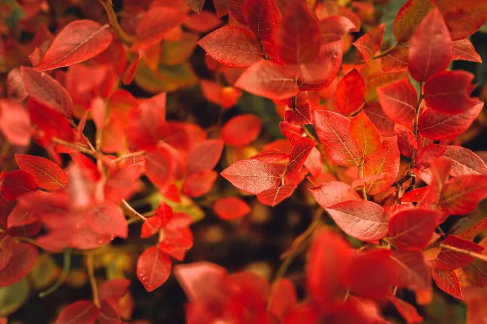 Highbush Blueberry Vaccinium corymbosum bright red fall leaves