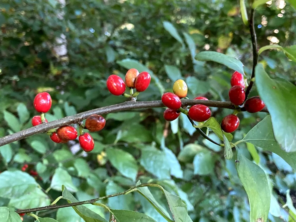 Spicebush image