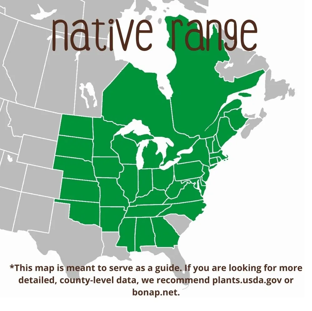 Mountain Mint Range map