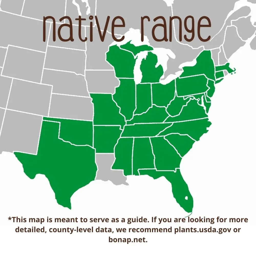Orange Coneflower Range map