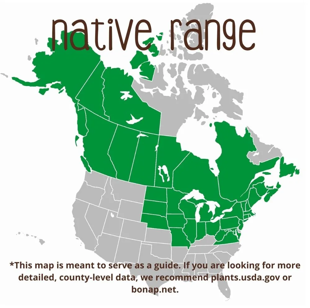 Ostrich Fern Range map