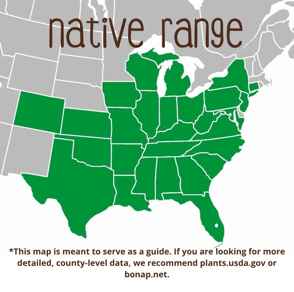 Purple Coneflower Range map
