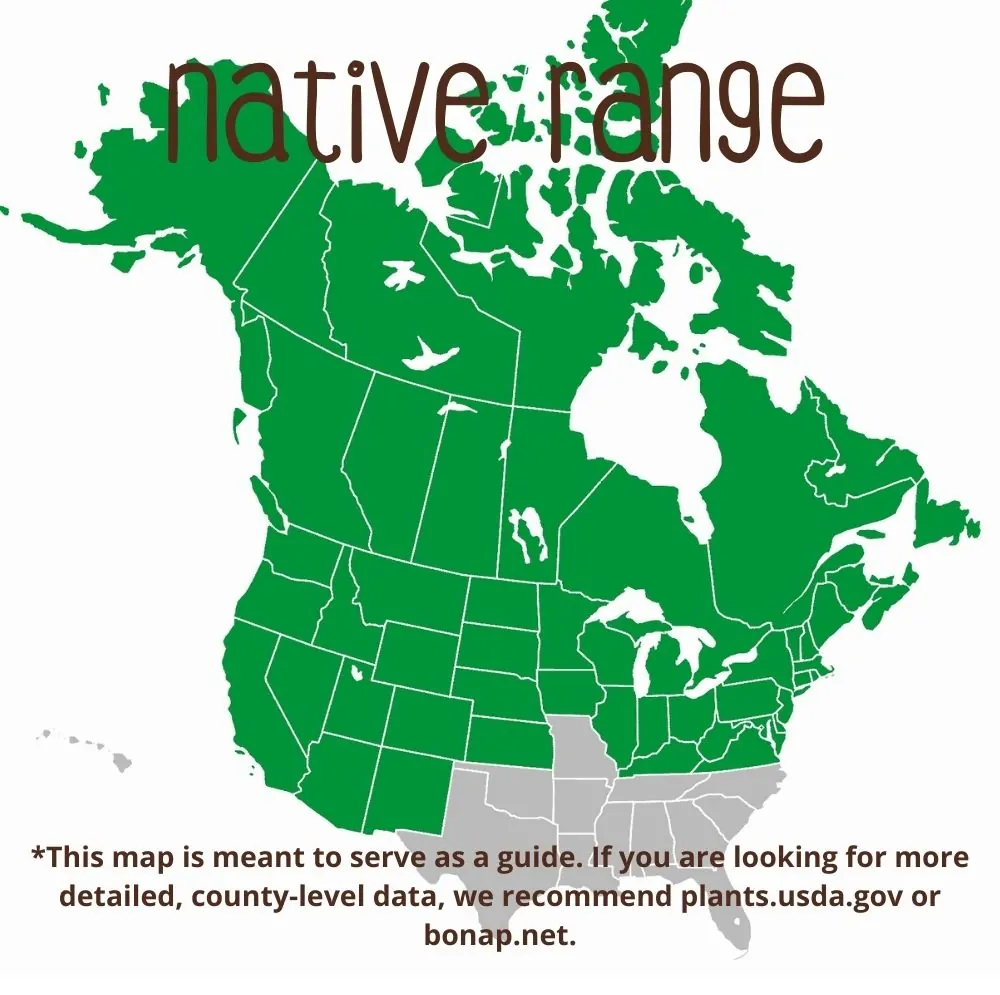 Redosier Dogwood Range