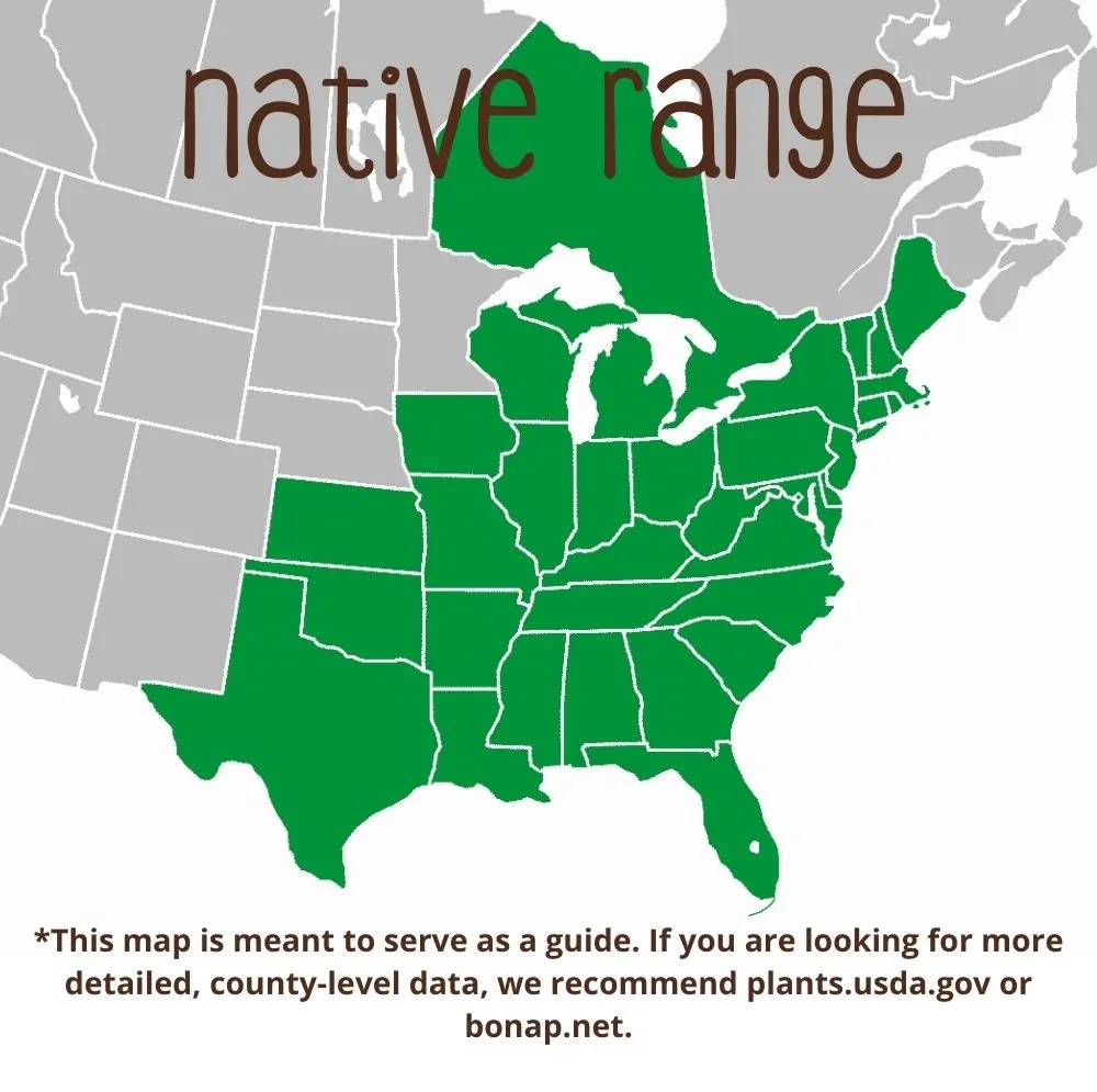 Sassafras Range
