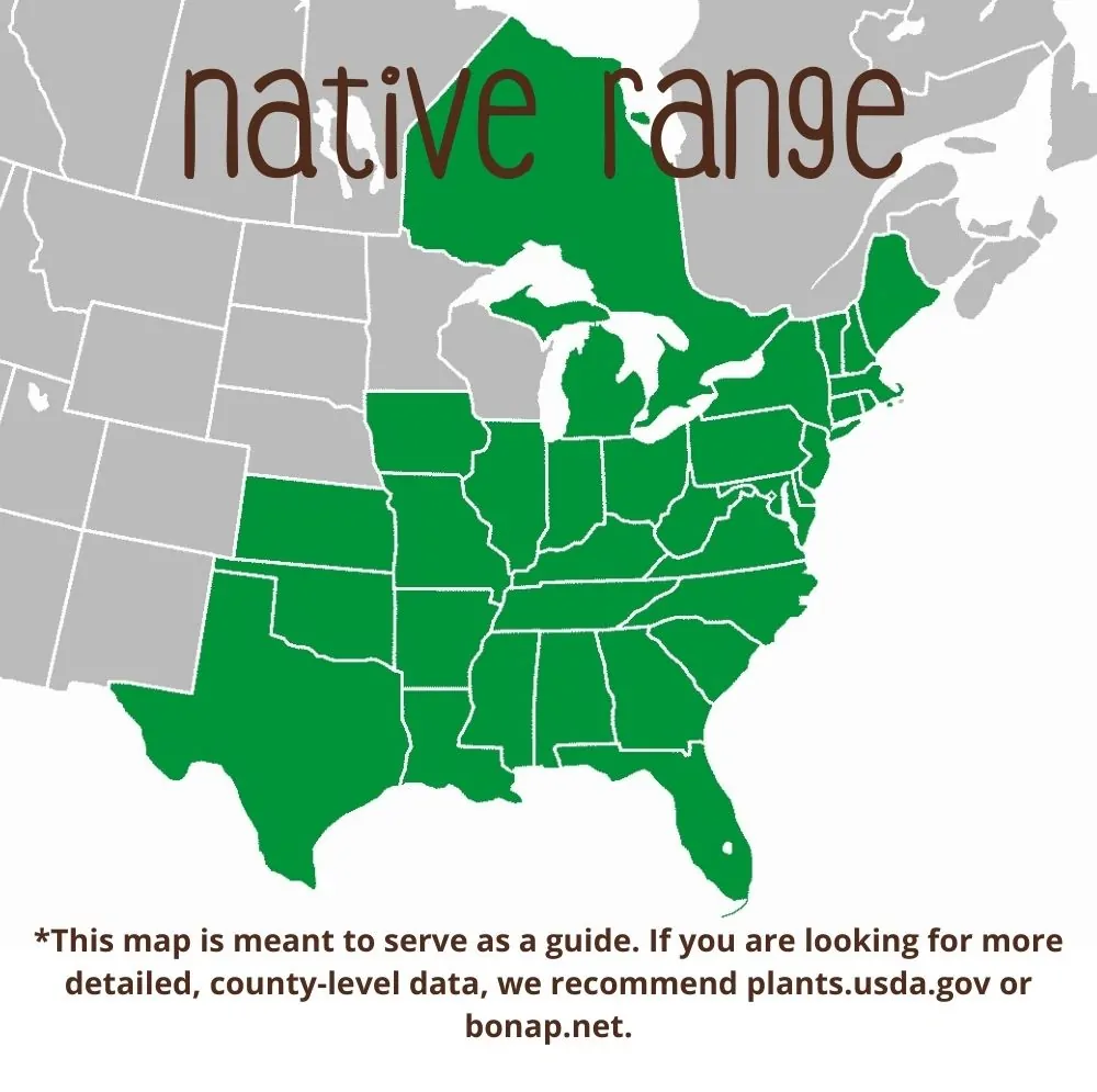 Spicebush Range