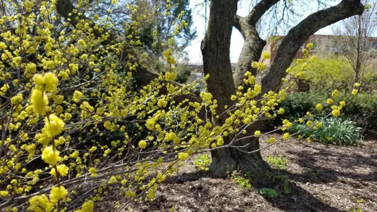 Spicebush image