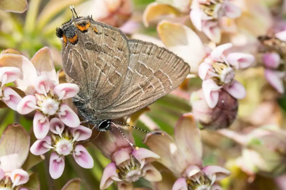 Striped Hairstreak image