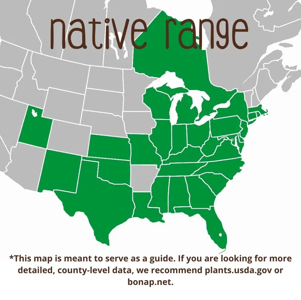 Swamp Rose Mallow Range map