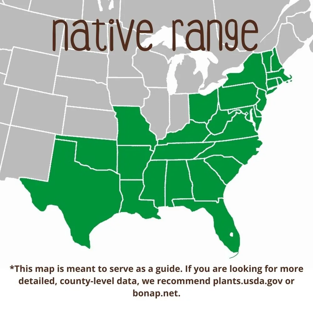Sweet Goldenrod Range map