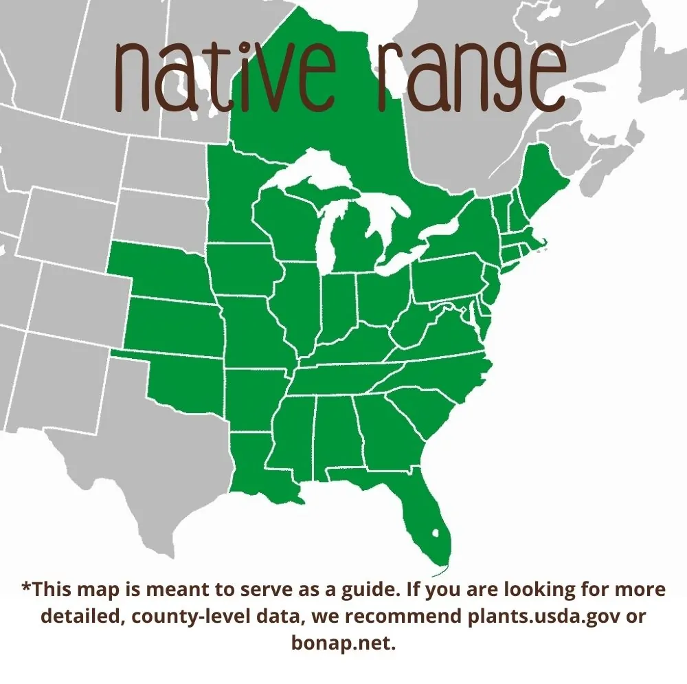 Sweet Joe Pye Weed Range map