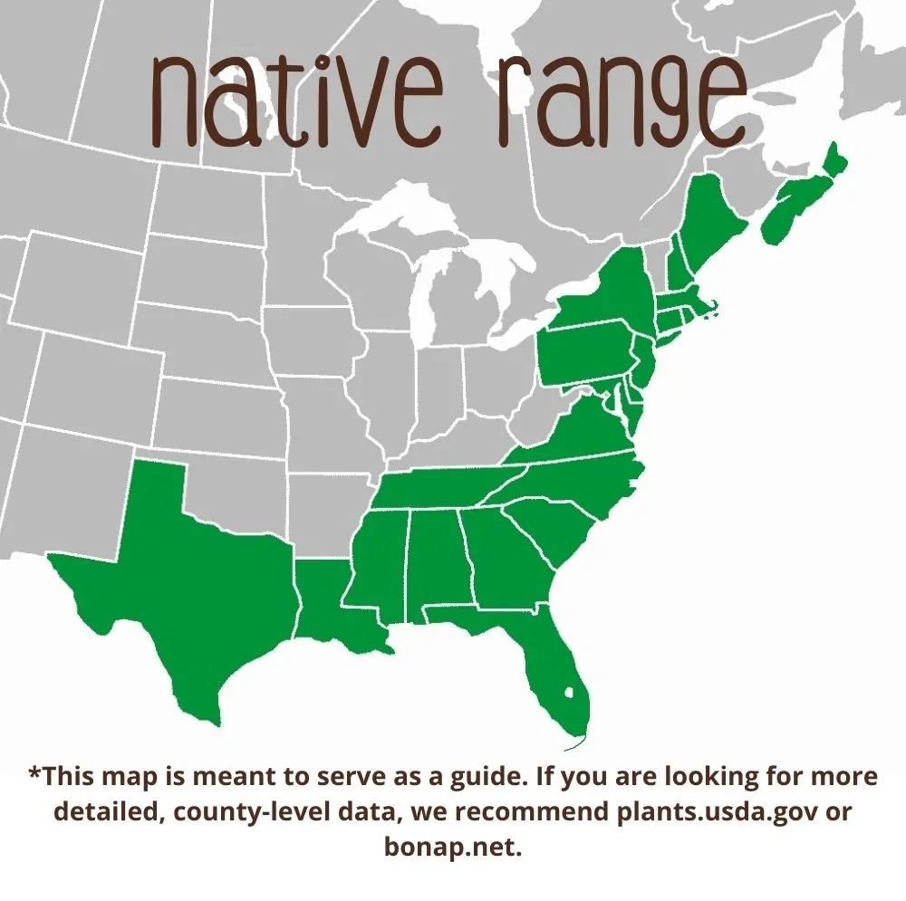Sweet Pepperbush Range
