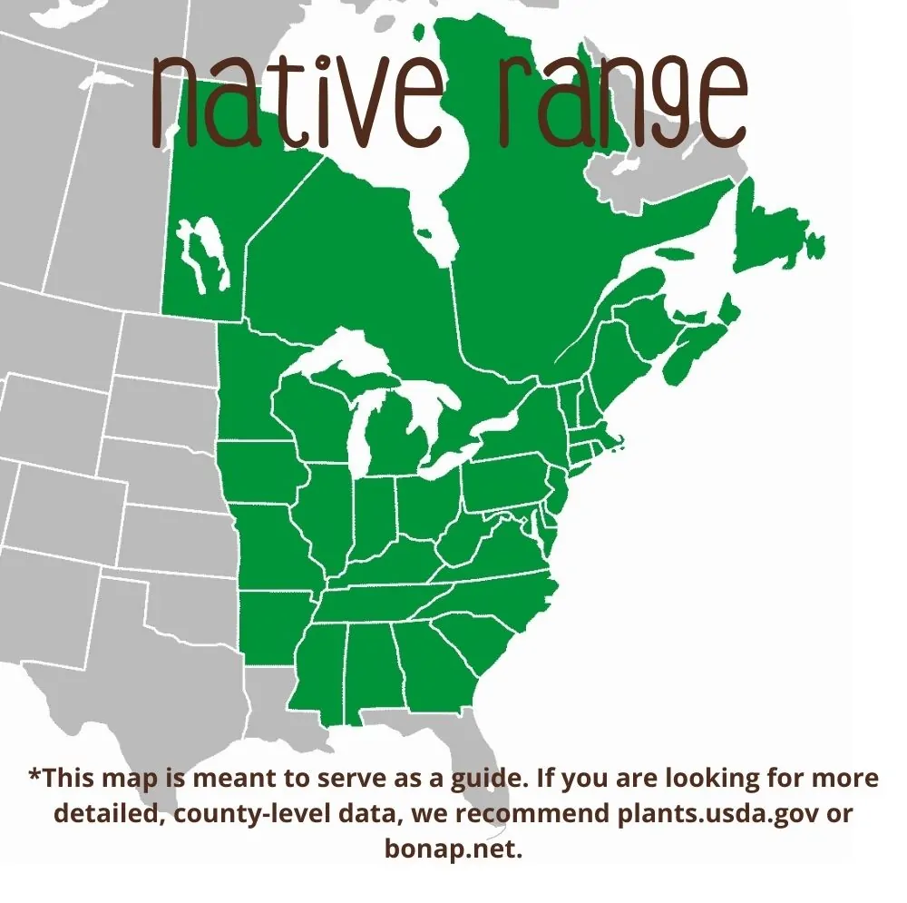 White Turtlehead Range map