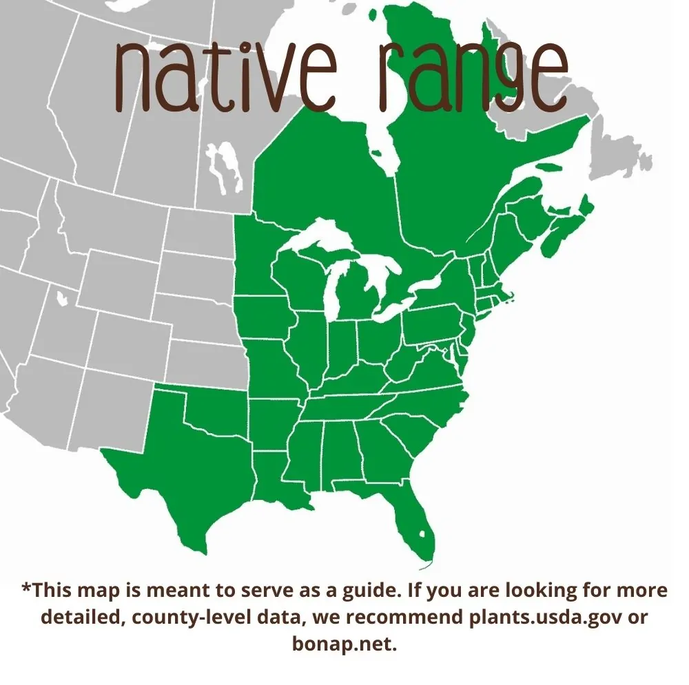 Witchhazel Range