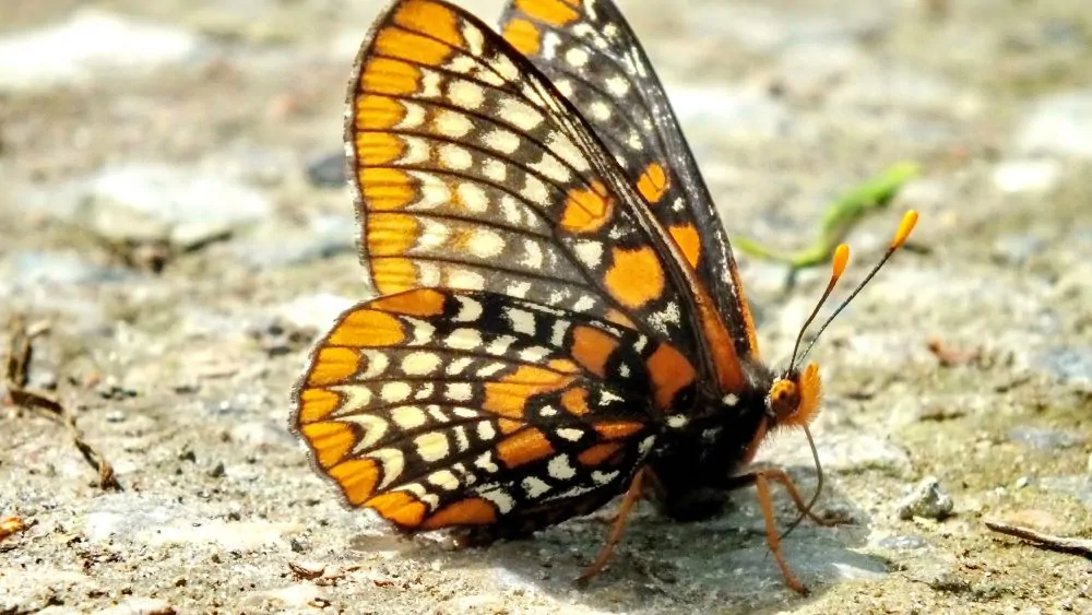 Image of Baltimore checkerspot