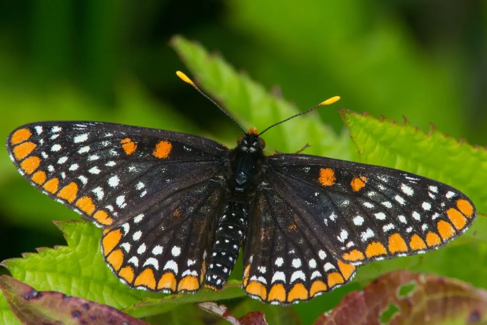 Image of Baltimore checkerspot