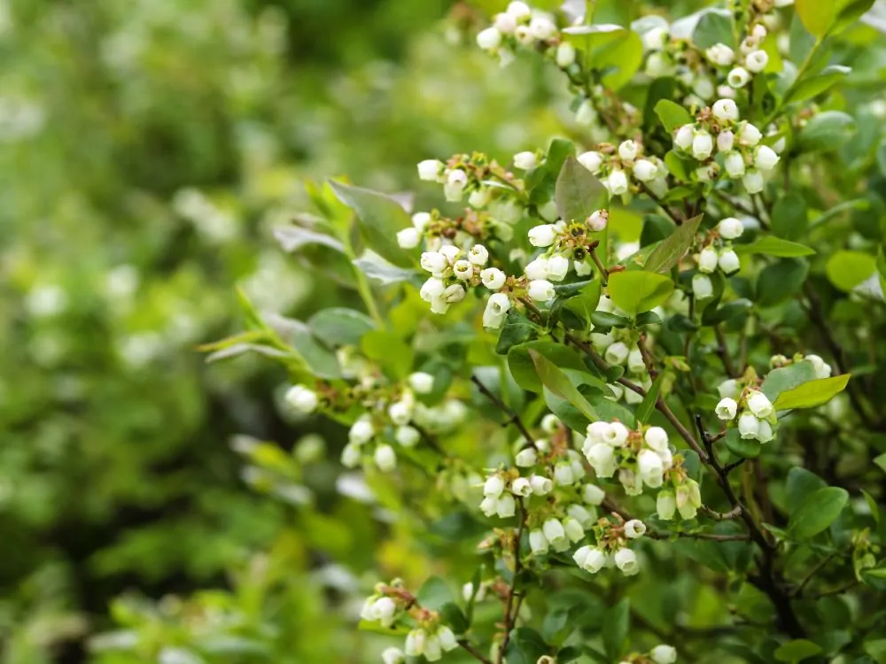 Image of highbush blueberry