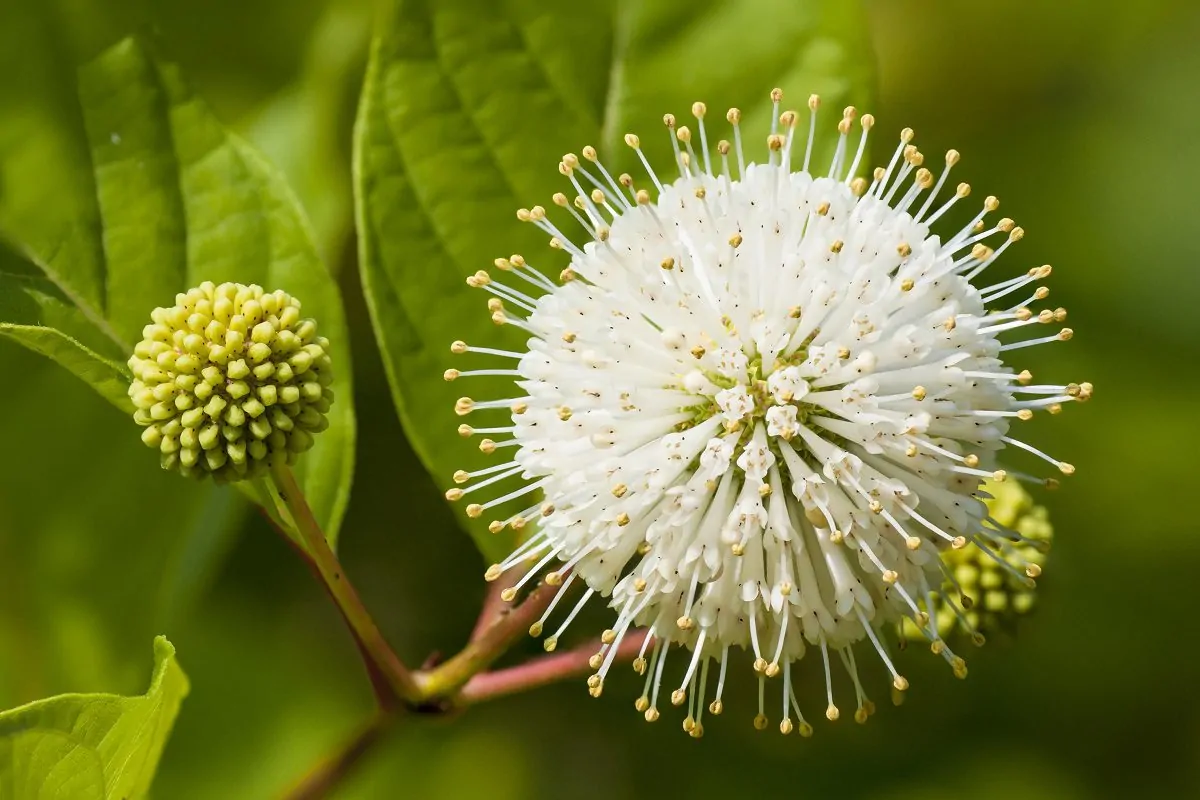 Image of buttonbush
