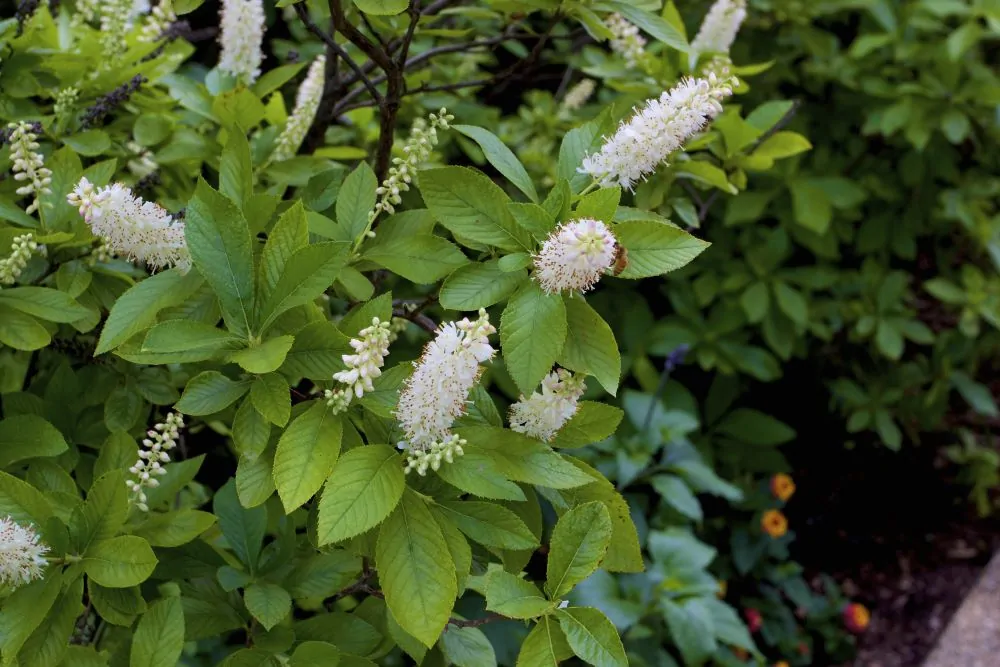 Image of clethra