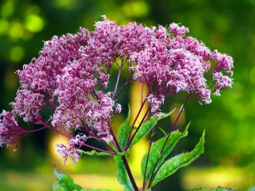 Image of eupatorium purpureum