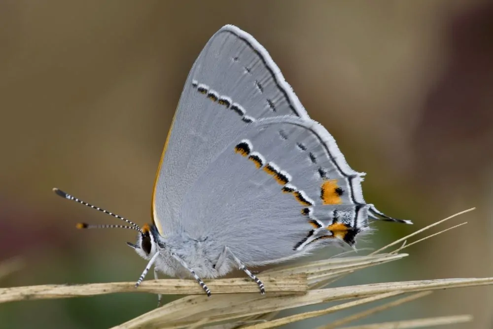 Image of gray hairstreak butterfly