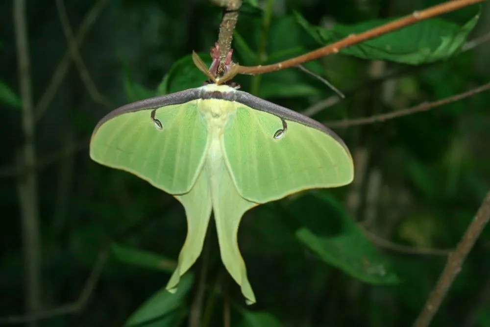 Image of luna moth