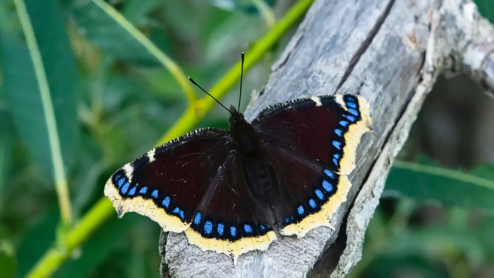 Image of mourning cloak butterfly