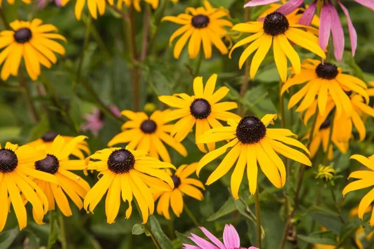 Image of orange cone flowers